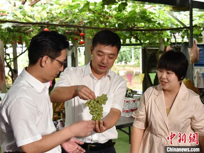 江南葡萄小镇迎风思“变”云助农