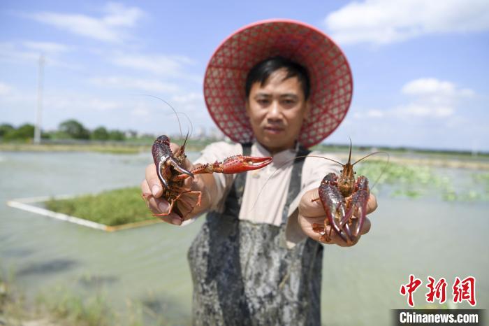 湖南乡村“链”上荷花虾村民尝到“舌尖上”的脱贫味道