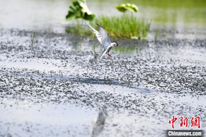 湖南乡村“链”上荷花虾村民尝到“舌尖上”的脱贫味道