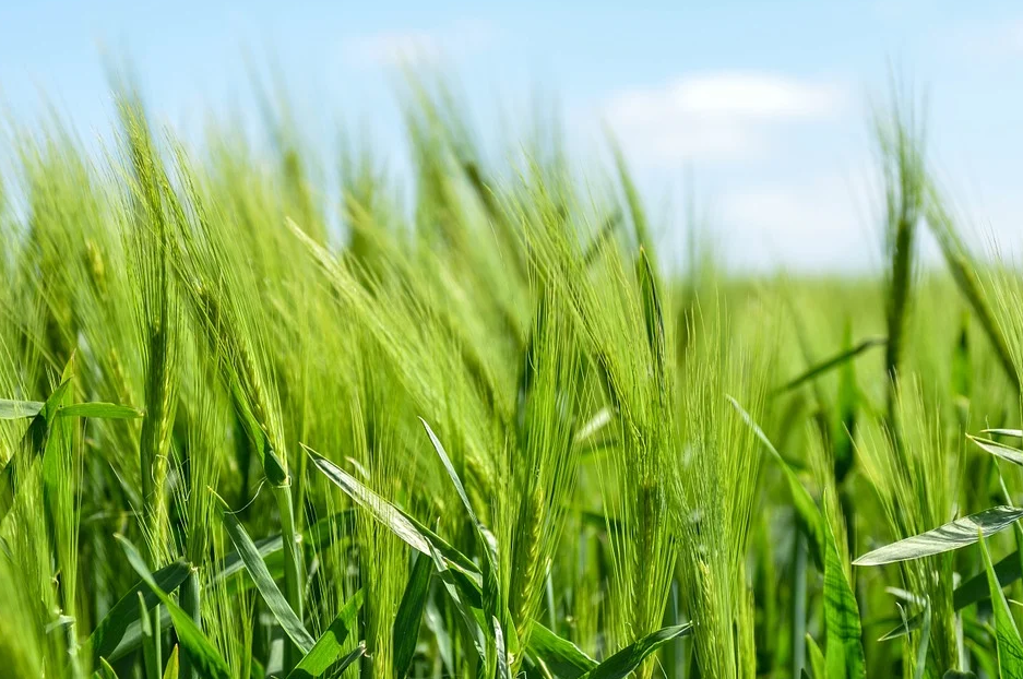 夏粮产量再创新高 为决胜全面小康进一步夯实基础