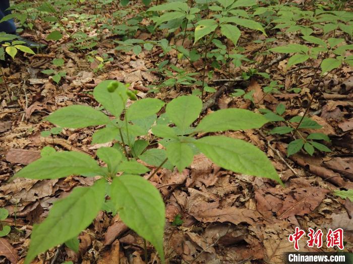 辽宁宽甸：野山参盘活穷山村