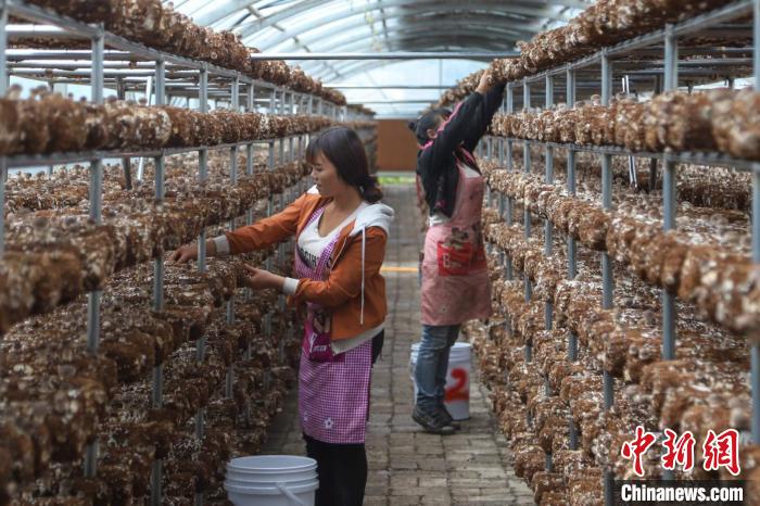 山乡“蝶变”贵州海雀村从“苦甲天下”到“林茂粮丰”