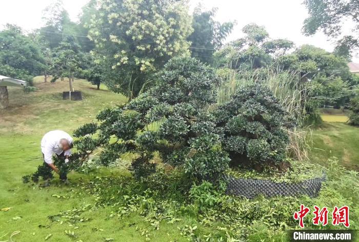 小花木变成大产业城市“绿心”趟出脱贫新路