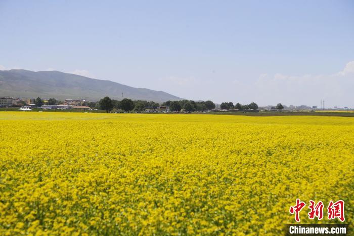青海湖畔“花海直播间”：“甜蜜”带货助农增收