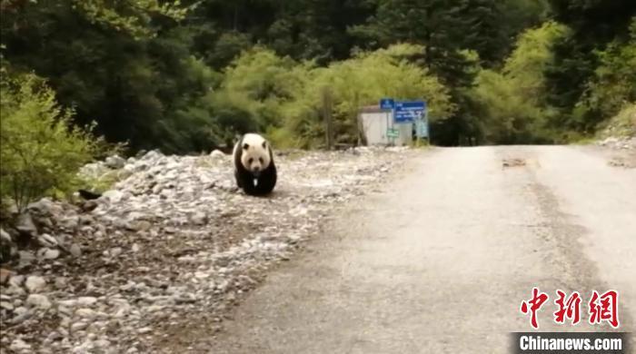 四川平武王朗保护区近距离拍到野生大熊猫
