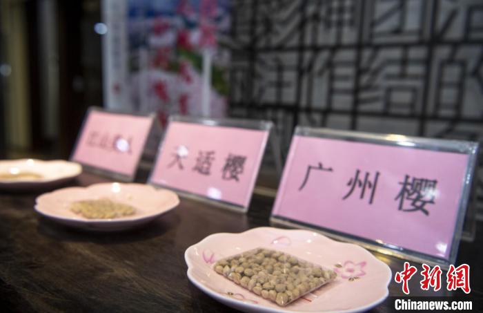 广州将种植一批太空育种樱花冀带动旅游业振兴乡村