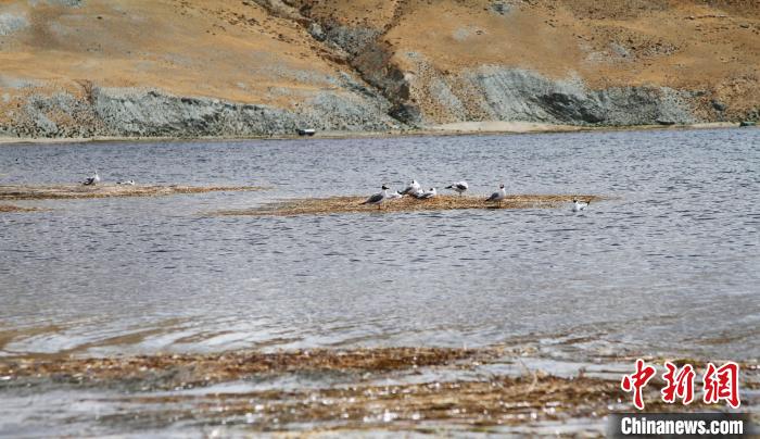 保护国际重要湿地西藏“圣湖”周边村民吃上“生态旅游饭”