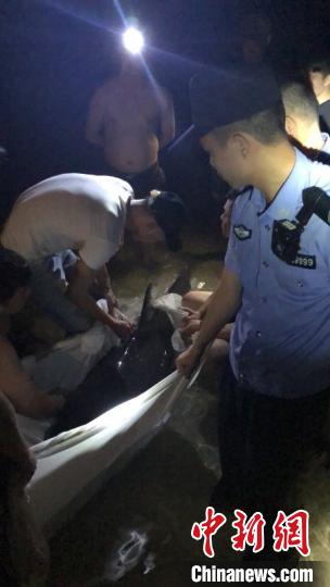 成年海豚受伤搁浅三亚海边多部门深夜联合救助