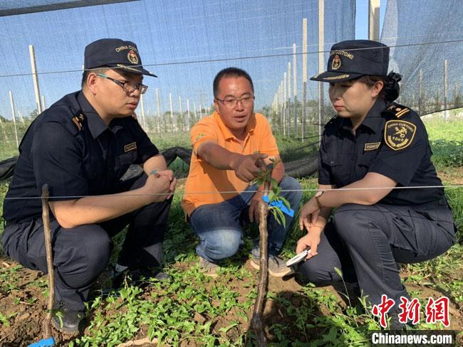 荷兰甜樱桃树苗“安家”甘肃庆阳