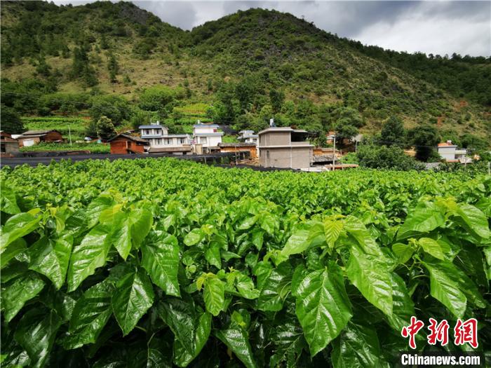 产业扶贫铺就致富路傈僳族姑娘采桑忙