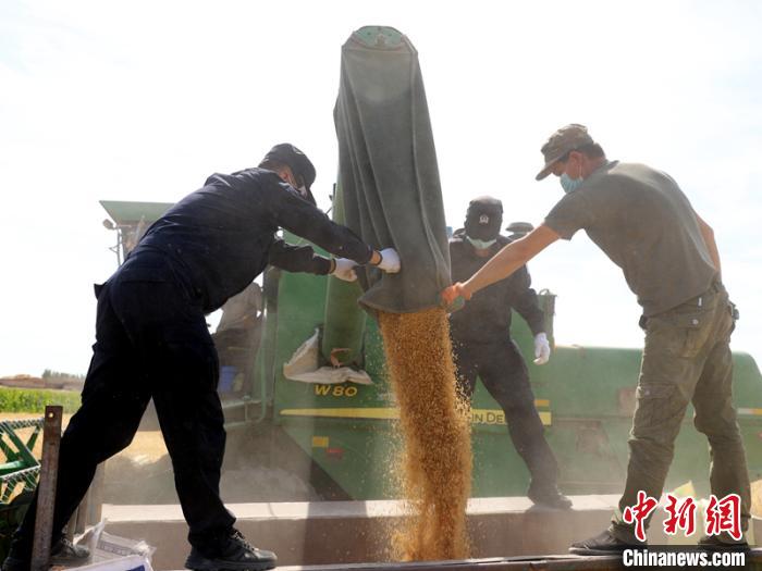 新疆：民警帮助辖区困难群众抢收麦子确保颗粒归仓（图）