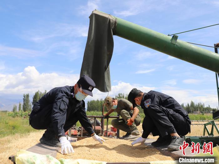 新疆：民警帮助辖区困难群众抢收麦子确保颗粒归仓（图）