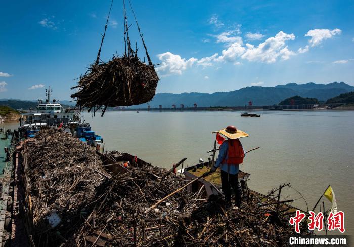三峡近坝区启动突击清漂联合行动