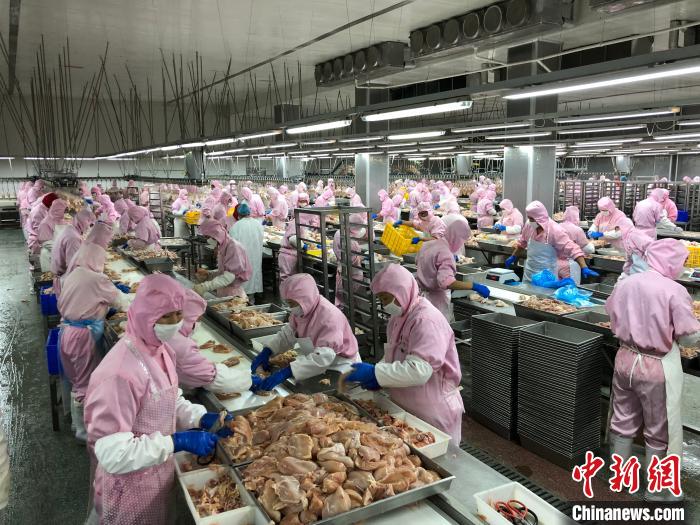 甘肃镇原：肉鸡变“金鸡”助力脱贫