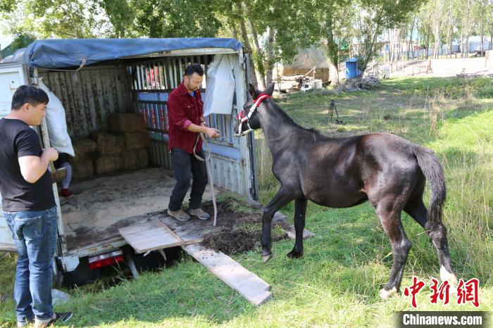 新疆昭苏“天马”赠福建救人马主起运