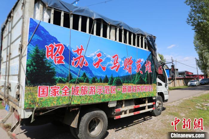 新疆昭苏“天马”赠福建救人马主起运
