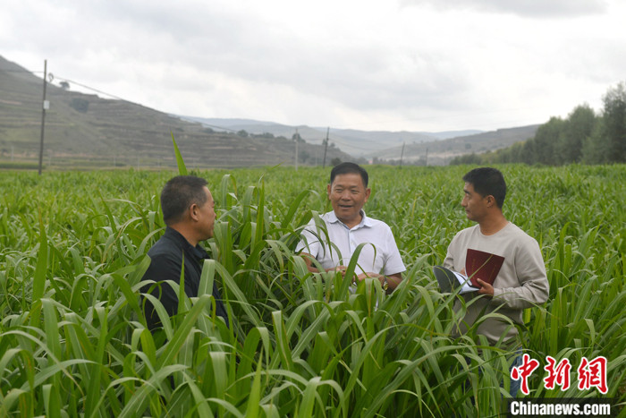 甘肃定西：荒山秃岭长“新发”万亩菌草长势旺