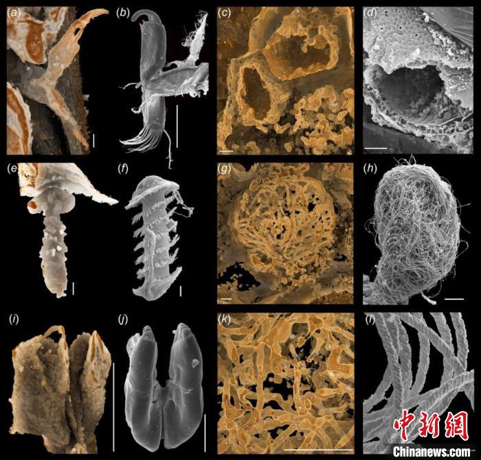 科学家发现1亿年前动物精子化石为目前已知最早