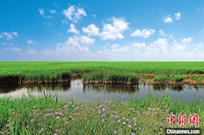 “良禽”择“地”而栖黄河三角洲每年吸引近600万只鸟类停靠
