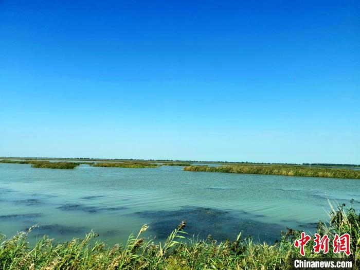 “良禽”择“地”而栖黄河三角洲每年吸引近600万只鸟类停靠
