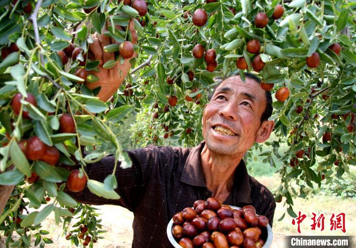 山西稷山板枣古树获“中国最大千年古树群”称号