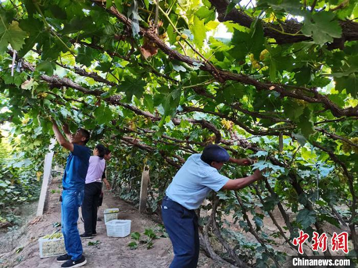 新疆乡村里的民族团结情：互帮互助增收致富