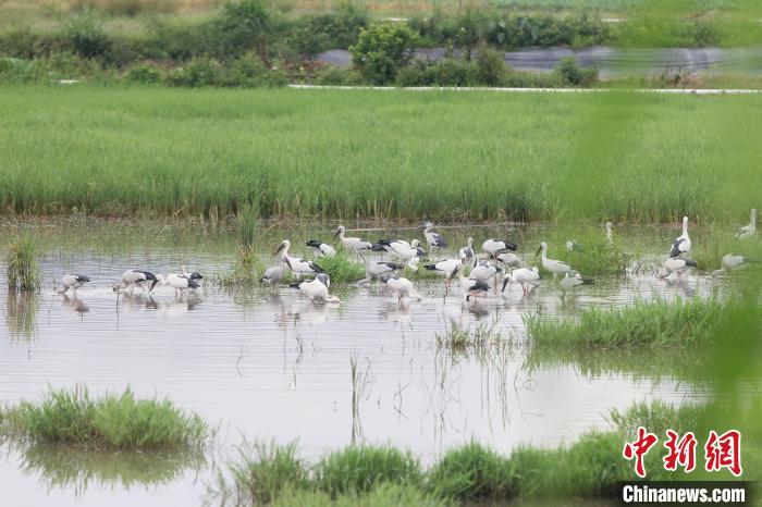 约500只濒危物种钳嘴鹳定居云南孟连当地加强保护