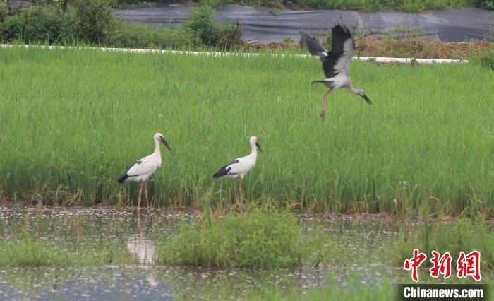 约500只濒危物种钳嘴鹳定居云南孟连当地加强保护