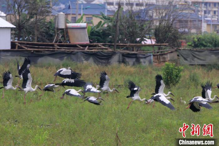 约500只濒危物种钳嘴鹳定居云南孟连当地加强保护