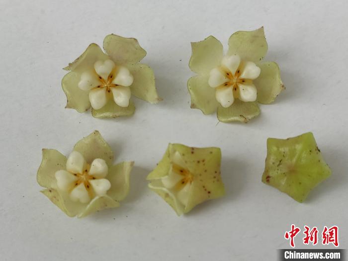 云南龙陵发现新物种——高黎贡球兰中国球兰属植物家族添“新丁”