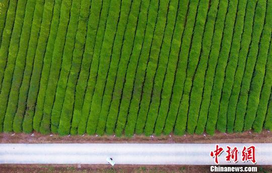 江西不仅有陶瓷，还有茶叶和中药