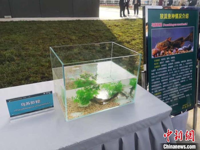 吉林丰满重建工程永庆鱼类增殖站首次放流