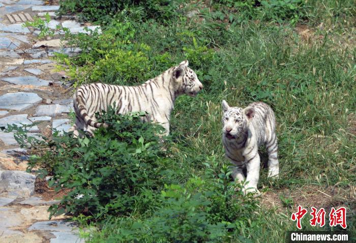 有萌又有爱石家庄动物园动物“亲子式”组团亮相