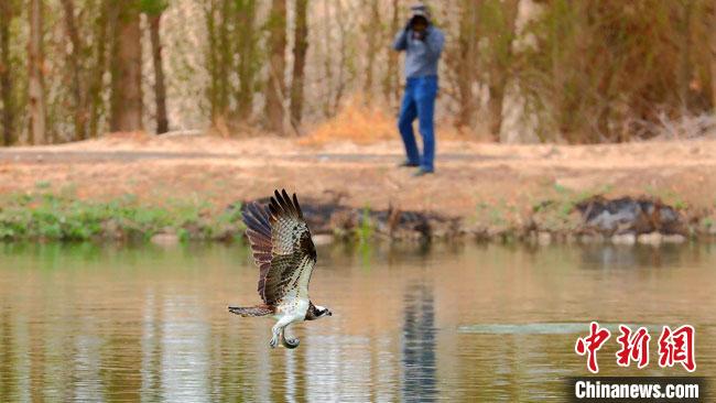 甘肃敦煌“逐鸟人”：屏息蹲守定格大漠生机