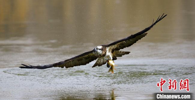 甘肃敦煌“逐鸟人”：屏息蹲守定格大漠生机