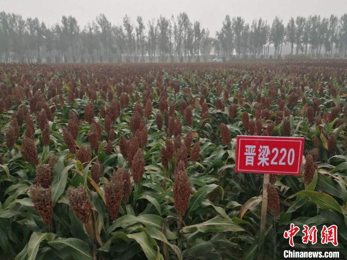 谷物专家“小杂粮王国”论道助山西小米走出国门