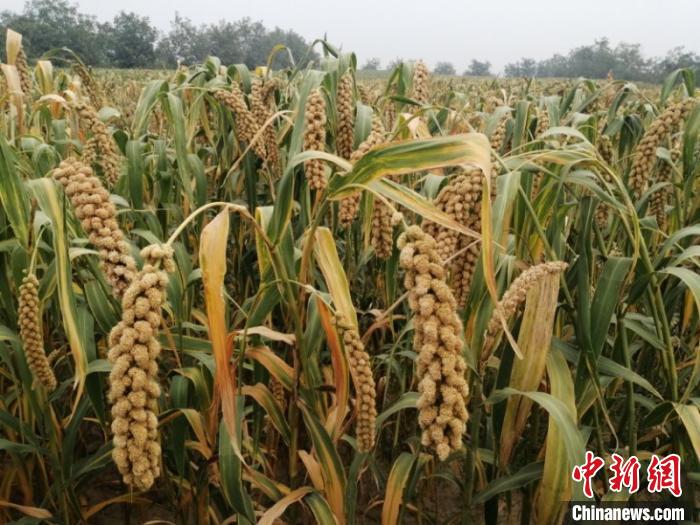 谷物专家“小杂粮王国”论道助山西小米走出国门