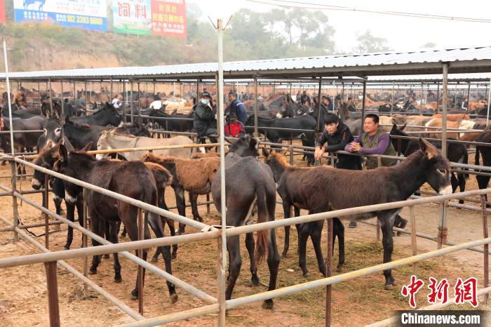 第六届东北驴博会在沈阳法库举办诞生“驴王”与“驴后”