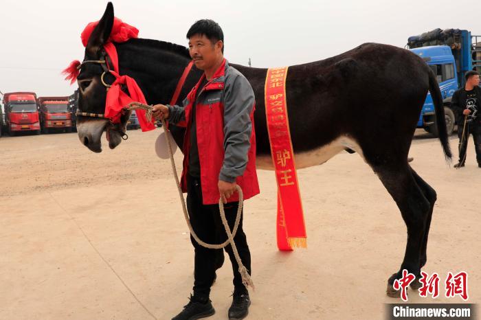 第六届东北驴博会在沈阳法库举办诞生“驴王”与“驴后”