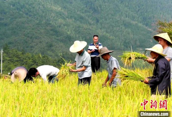 开镰文化节引游人福建农耕文化受青睐