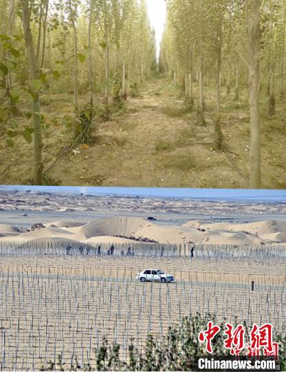 叶城在“死亡之海”边缘种树20万亩扮靓“大美新疆”
