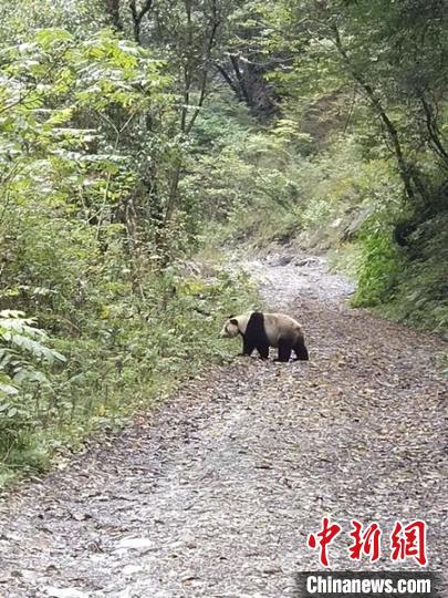 四川平武：野生大熊猫现身林间小道路中悠闲玩耍