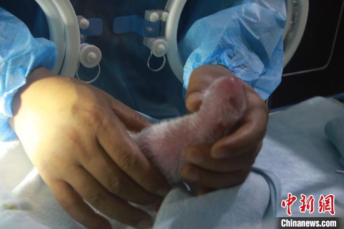 秦岭大熊猫繁育研究中心高龄大熊猫珠珠诞下一幼仔