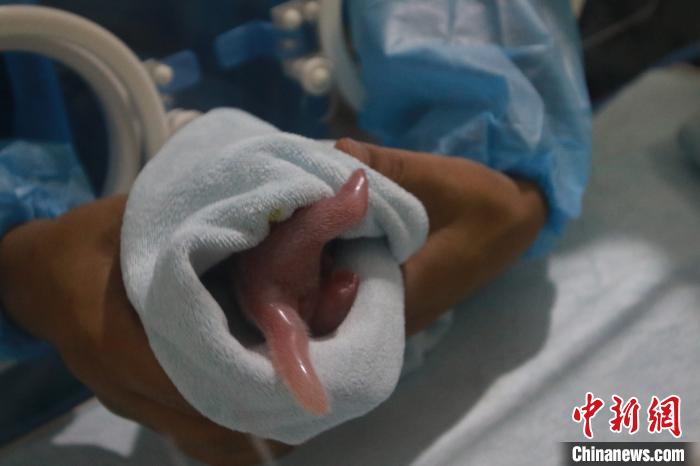 秦岭大熊猫繁育研究中心高龄大熊猫珠珠诞下一幼仔