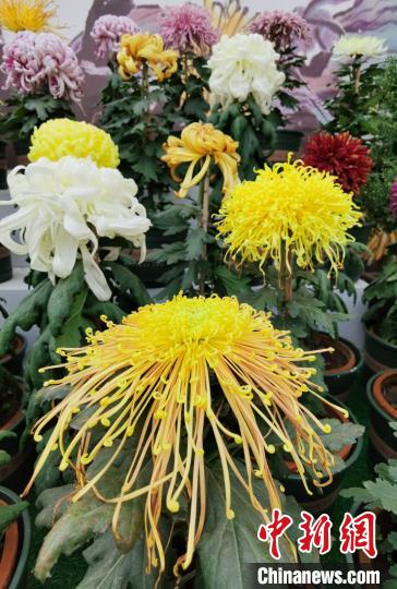 400亩花海欢“菊”一堂菊花展和稻花节南京乡村开幕