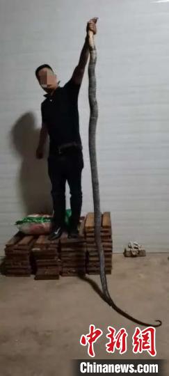 巨型透视王蛇出没大理一工地民警消防联合擒拿