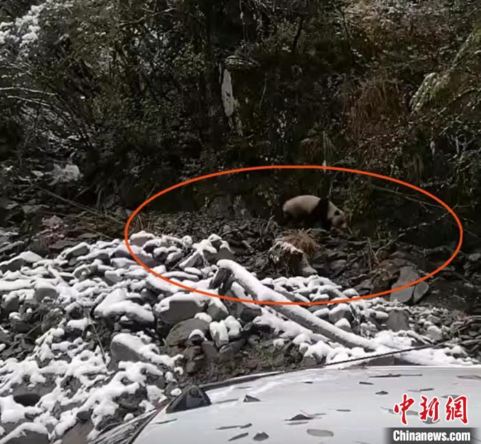 四川宝兴：村民上山偶遇野生大熊猫吹口哨吸引其注意力