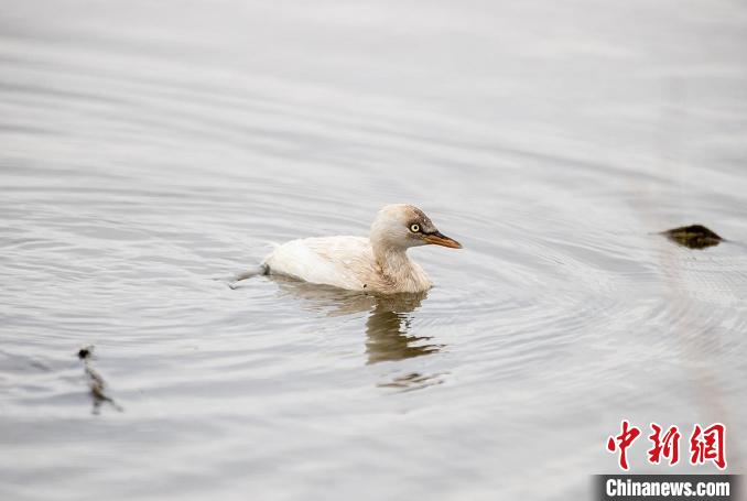 浙江漩门湾湿地发现白化小??