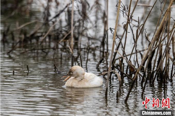 浙江漩门湾湿地发现白化小??