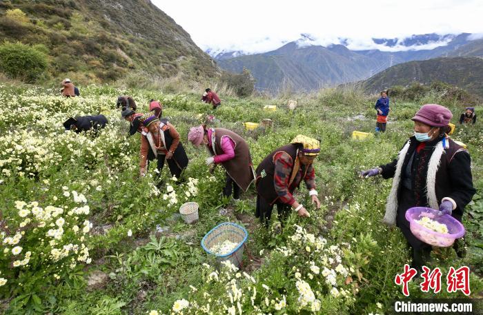 一朵杭白菊的扶贫路：跨越两千公里开出高山“致富花”